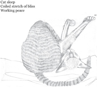 Cat sleep